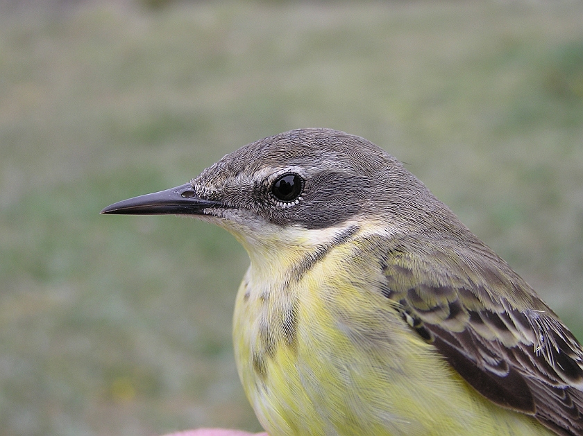 Yellow Wagtail, Sundre 20090516